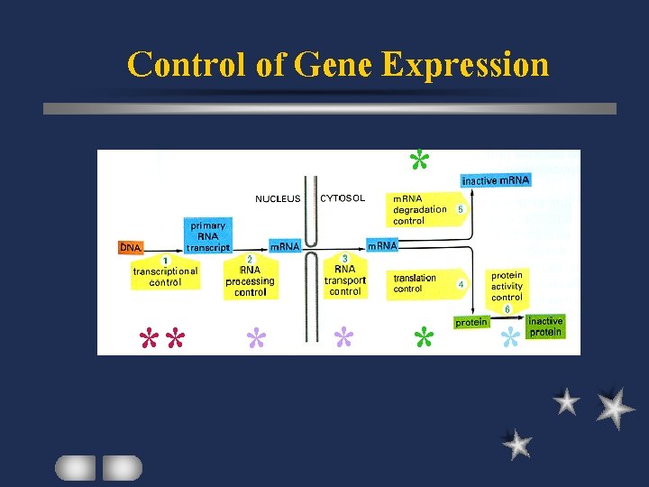 Control of Gene Expression * ** * * 