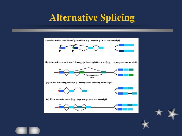 Alternative Splicing 