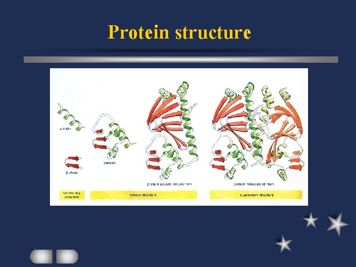 Protein structure 