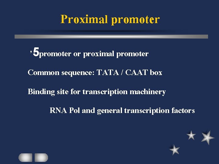 Proximal promoter ’ 5 promoter or proximal promoter Common sequence: TATA / CAAT box
