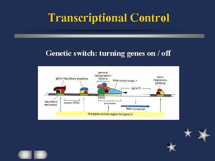 Transcriptional Control Genetic switch: turning genes on / off 