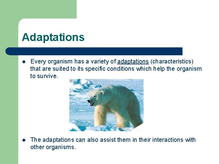 Adaptations l Every organism has a variety of adaptations (characteristics) that are suited to