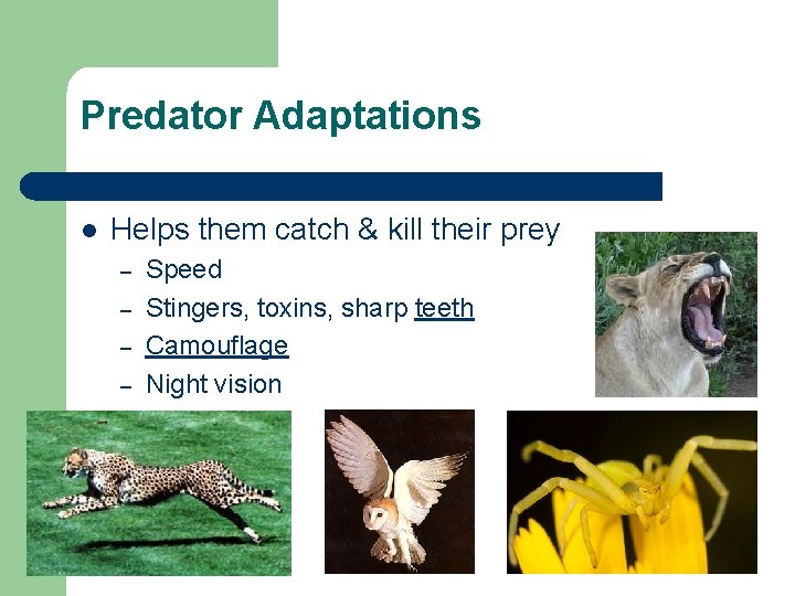 Predator Adaptations l Helps them catch & kill their prey – – Speed Stingers,