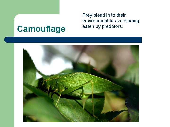 Camouflage Prey blend in to their environment to avoid being eaten by predators. 