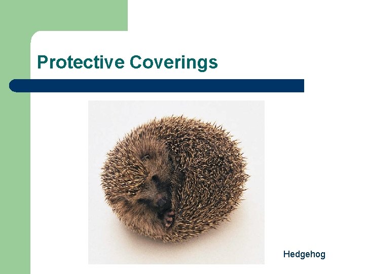 Protective Coverings Hedgehog 