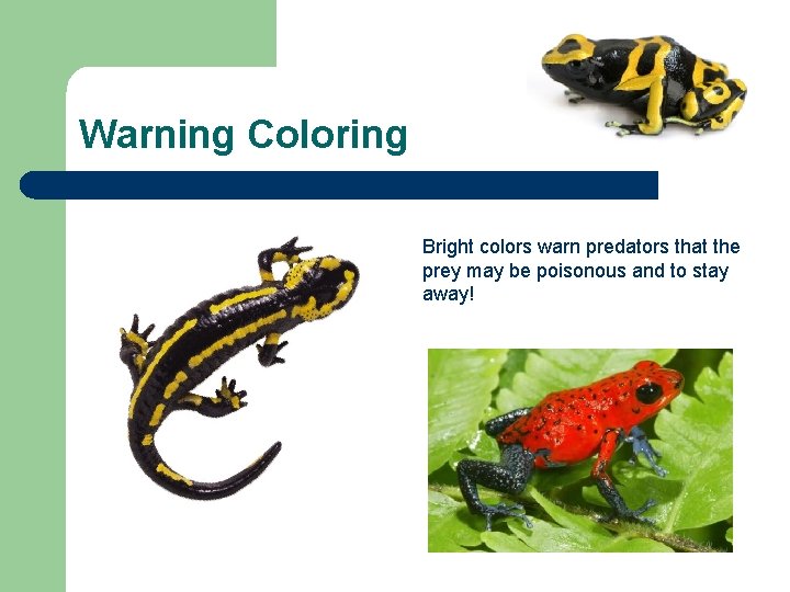 Warning Coloring Bright colors warn predators that the prey may be poisonous and to