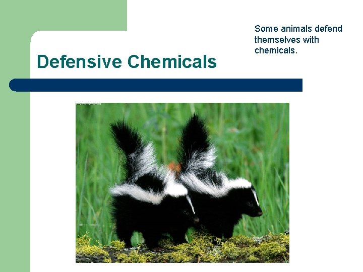 Defensive Chemicals Some animals defend themselves with chemicals. 