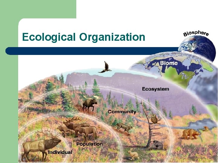 Ecological Organization 