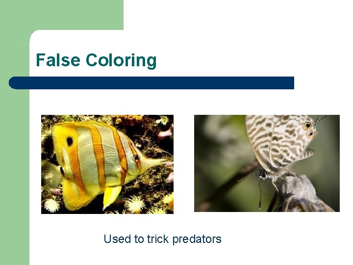 False Coloring Used to trick predators 