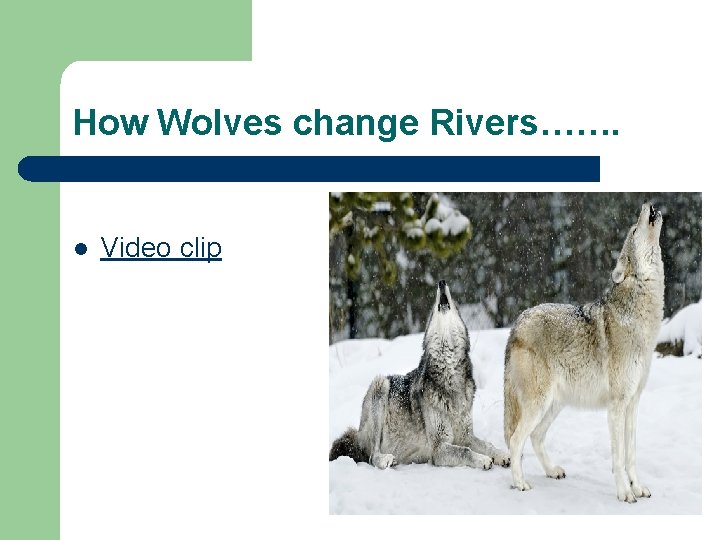 How Wolves change Rivers……. l Video clip 