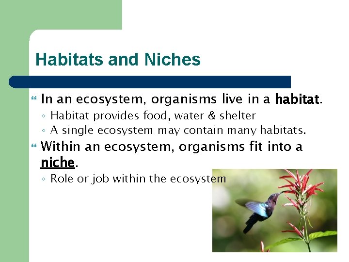 Habitats and Niches In an ecosystem, organisms live in a habitat. ◦ Habitat provides