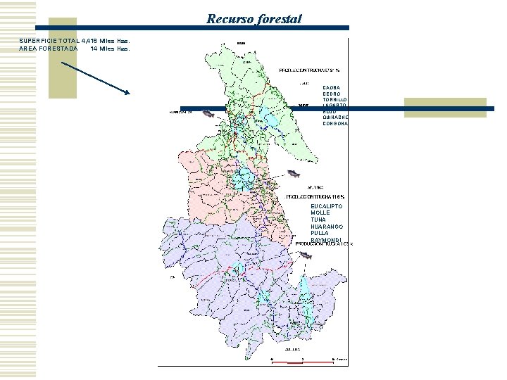 Recurso forestal SUPERFICIE TOTAL 4, 418 Miles Has. AREA FORESTADA 14 Miles Has. CAOBA