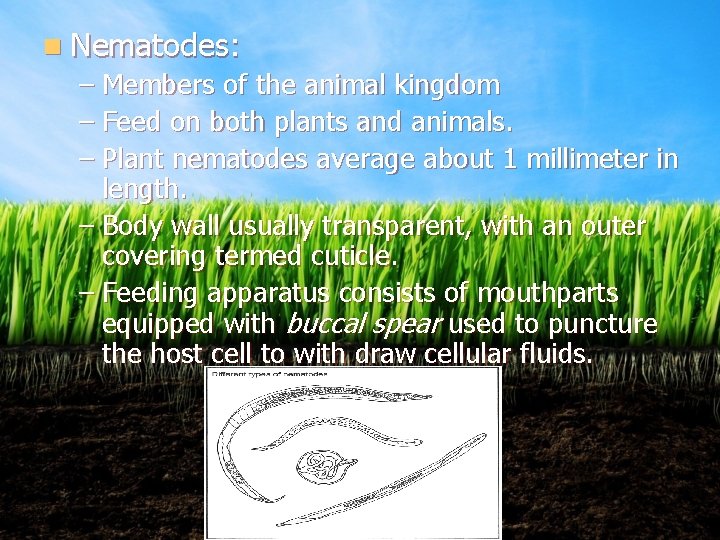 n Nematodes: – Members of the animal kingdom – Feed on both plants and