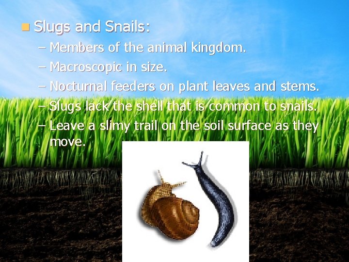 n Slugs and Snails: – Members of the animal kingdom. – Macroscopic in size.