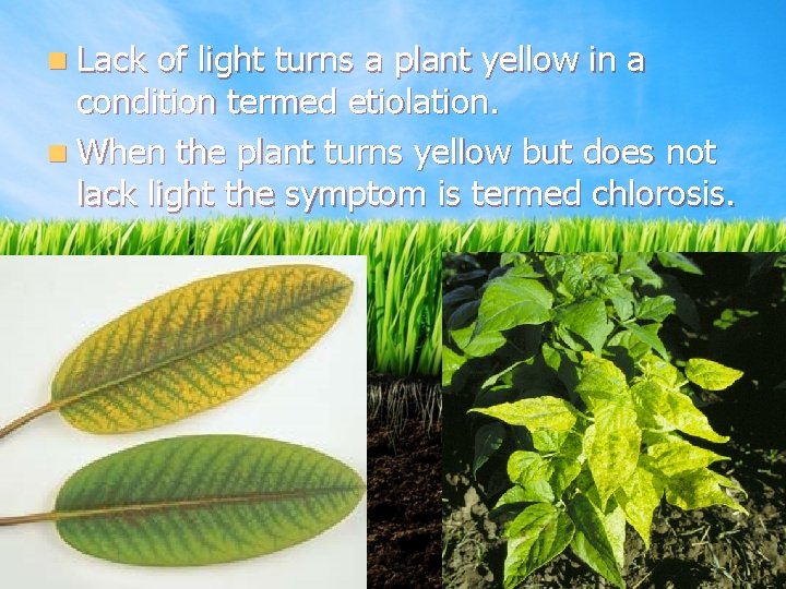 n Lack of light turns a plant yellow in a condition termed etiolation. n