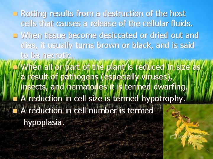 n n n Rotting results from a destruction of the host cells that causes