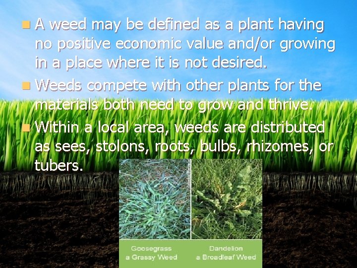 n. A weed may be defined as a plant having no positive economic value