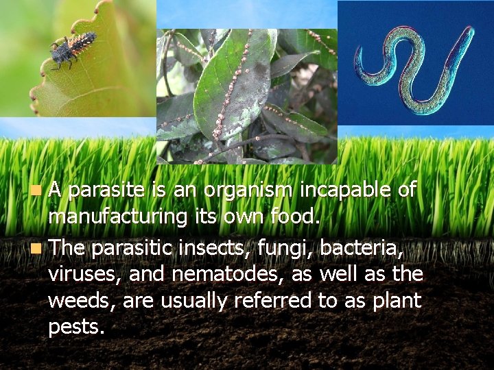 n. A parasite is an organism incapable of manufacturing its own food. n The