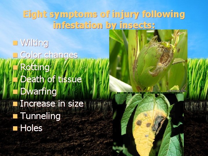 Eight symptoms of injury following infestation by insects: n Wilting n Color changes n