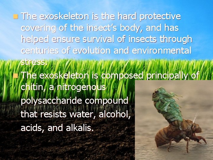 n The exoskeleton is the hard protective covering of the insect’s body, and has