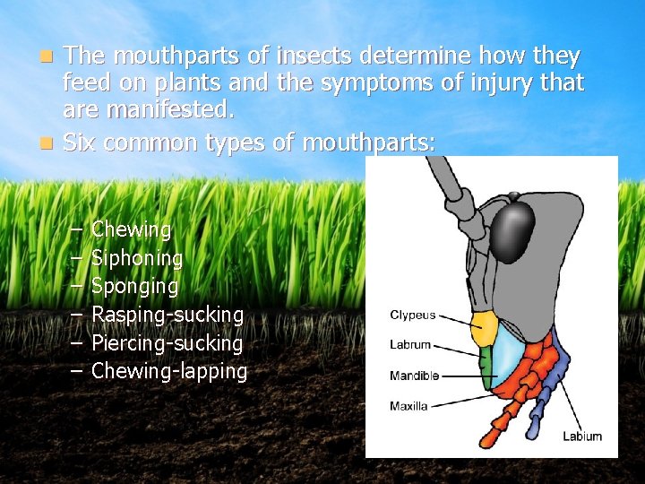 The mouthparts of insects determine how they feed on plants and the symptoms of