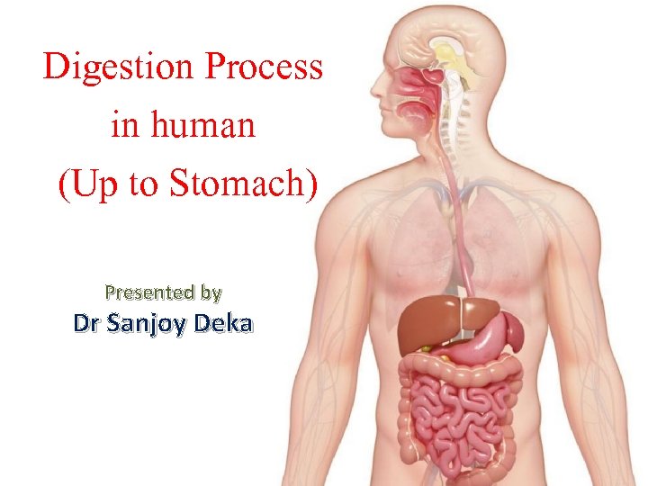 Digestion Process in human Up to Stomach Presented