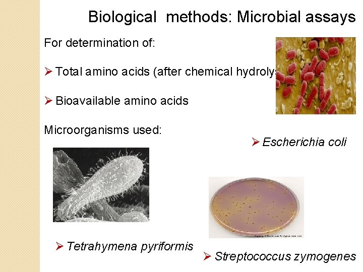 Biological methods: Microbial assays For determination of: Ø Total amino acids (after chemical hydrolysis)