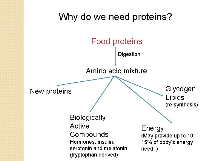 Why do we need proteins? Food proteins Digestion Amino acid mixture Glycogen Lipids New