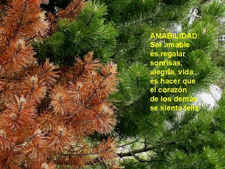 AMABILIDAD: Ser amable es regalar sonrisas, alegría, vida. . . es hacer que el