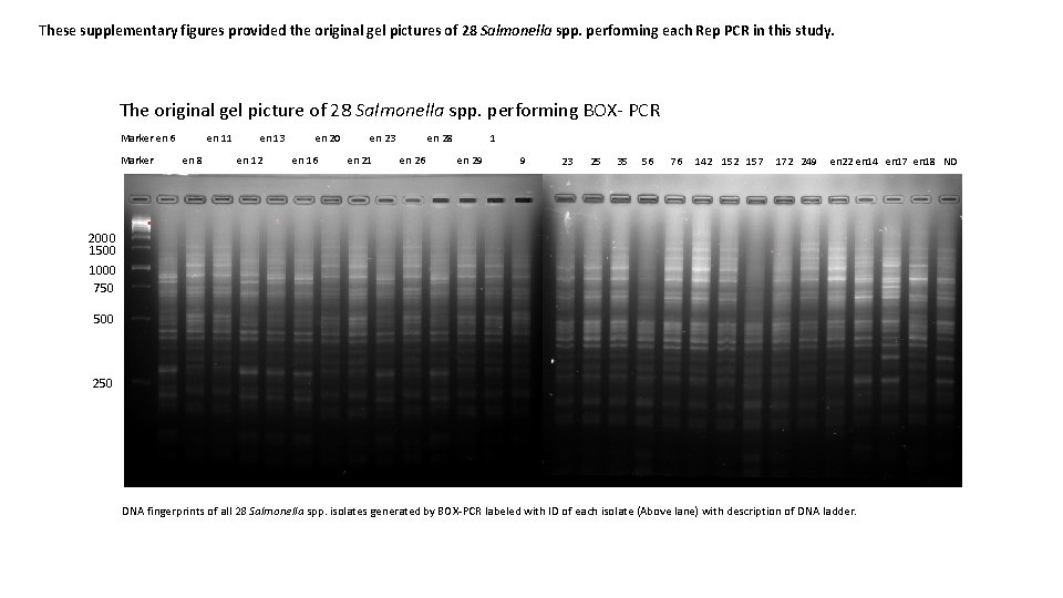 These supplementary figures provided the original gel pictures of 28 Salmonella spp. performing each
