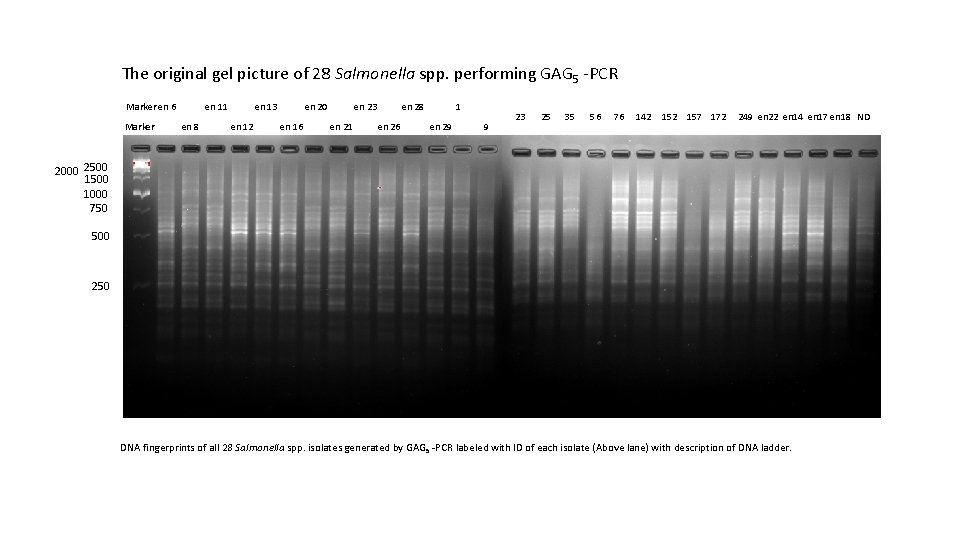 The original gel picture of 28 Salmonella spp. performing GAG 5 -PCR Marker en