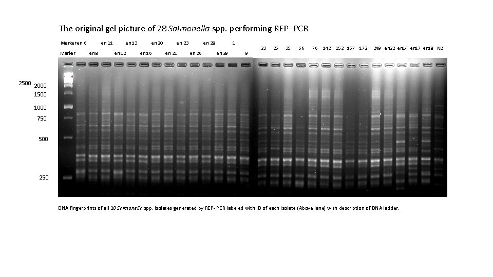 The original gel picture of 28 Salmonella spp. performing REP- PCR Marker en 6
