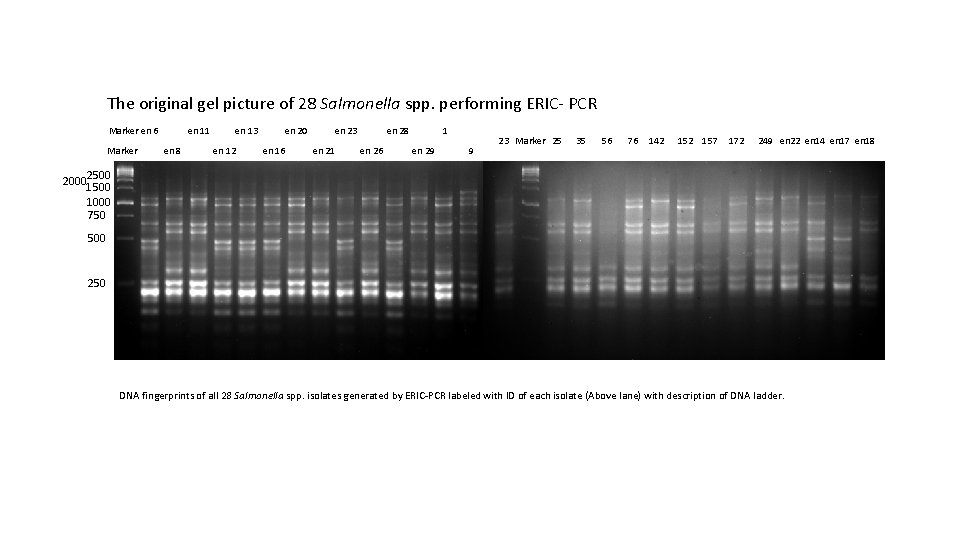 The original gel picture of 28 Salmonella spp. performing ERIC- PCR Marker en 6
