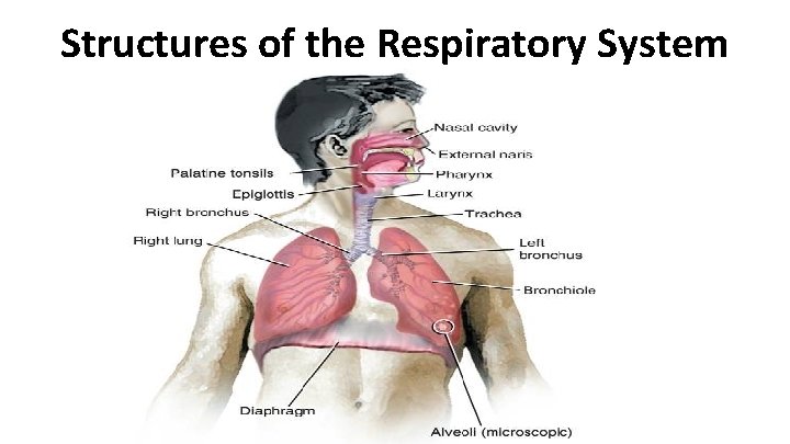 Structures of the Respiratory System 