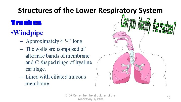 Structures of the Lower Respiratory System Trachea • Windpipe – Approximately 4 ½” long