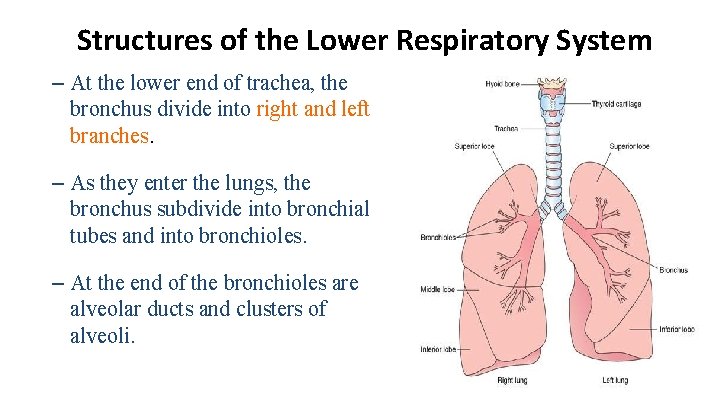 Structures of the Lower Respiratory System – At the lower end of trachea, the