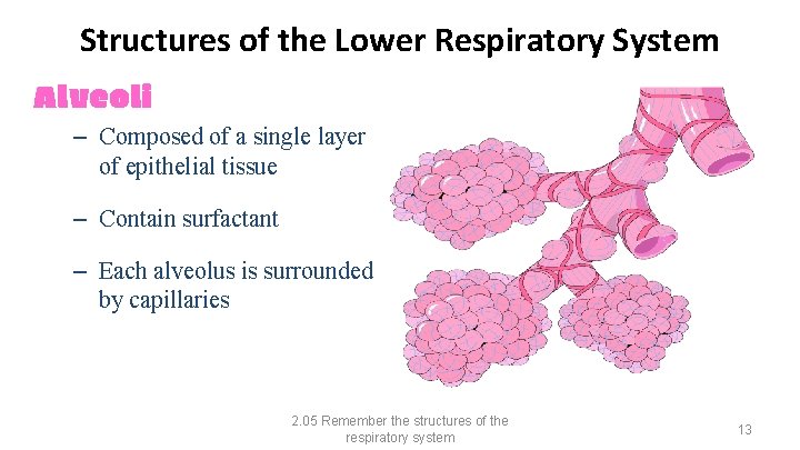 Structures of the Lower Respiratory System Alveoli – Composed of a single layer of