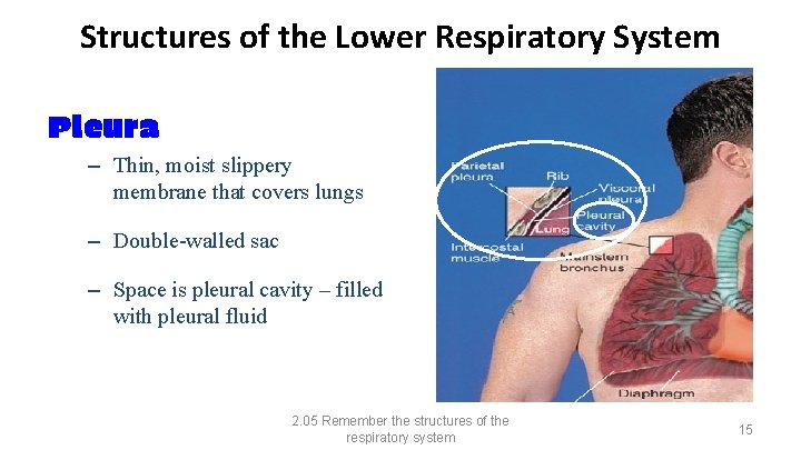 Structures of the Lower Respiratory System Pleura – Thin, moist slippery membrane that covers