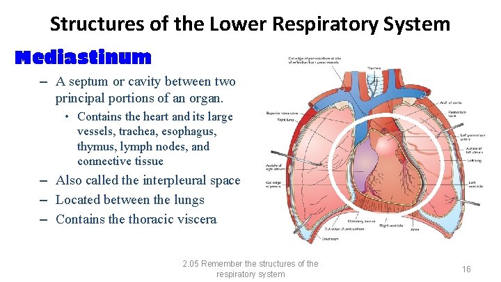 Structures of the Lower Respiratory System Mediastinum – A septum or cavity between two