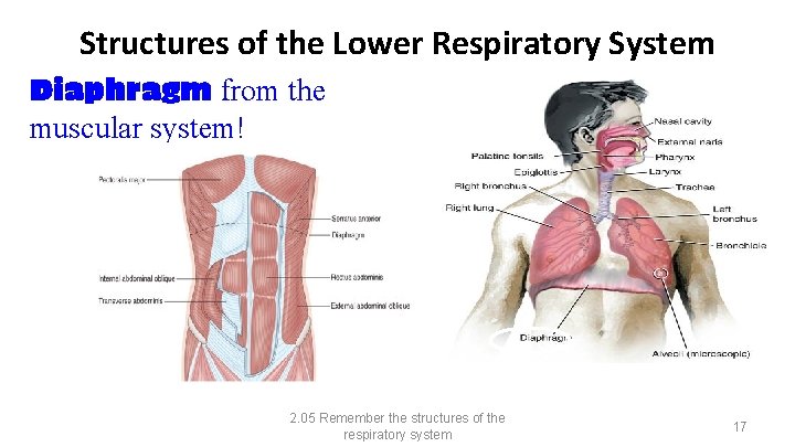 Structures of the Lower Respiratory System Diaphragm from the muscular system! 2. 05 Remember