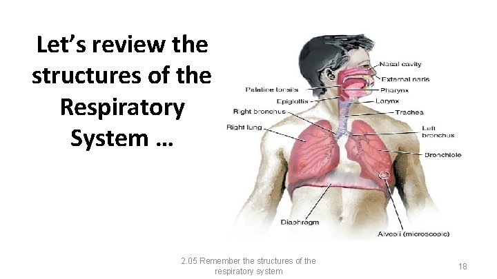 Let’s review the structures of the Respiratory System … 2. 05 Remember the structures