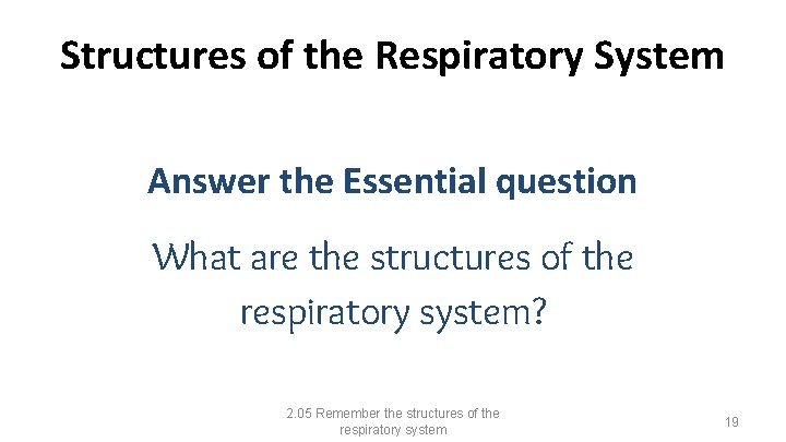 Structures of the Respiratory System Answer the Essential question What are the structures of