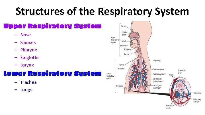 Structures of the Respiratory System Upper Respiratory System – – – Nose Sinuses Pharynx