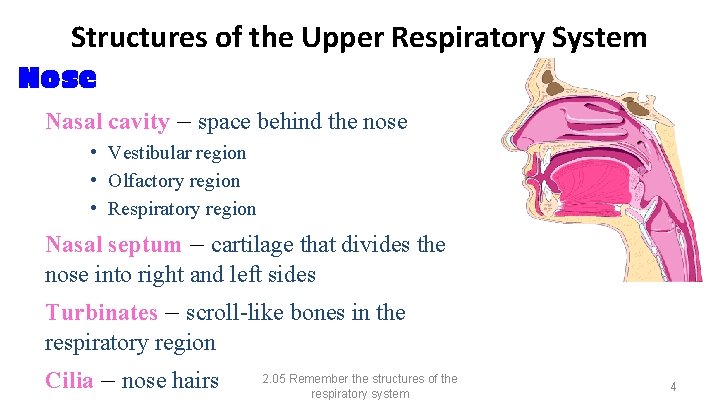 Structures of the Upper Respiratory System Nose Nasal cavity – space behind the nose