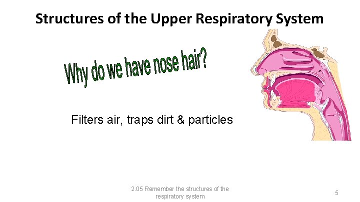 Structures of the Upper Respiratory System Filters air, traps dirt & particles 2. 05