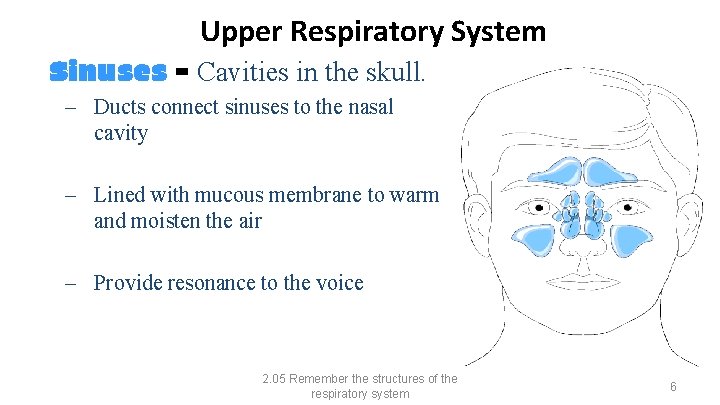Str. Upper Respiratory System Sinuses - Cavities in the skull. – Ducts connect sinuses