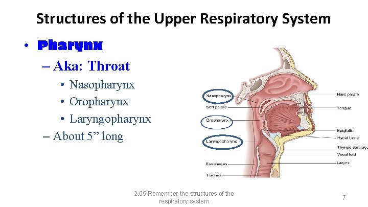 Structures of the Upper Respiratory System • Pharynx – Aka: Throat • Nasopharynx •