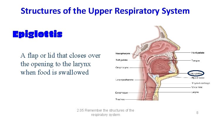 Structures of the Upper Respiratory System Epiglottis A flap or lid that closes over