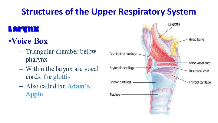 Structures of the Upper Respiratory System Larynx • Voice Box – Triangular chamber below