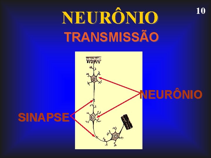 NEURÔNIO 10 TRANSMISSÃO NEURÔNIO SINAPSE 